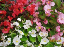 IMG_0311