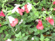 IMG_0310