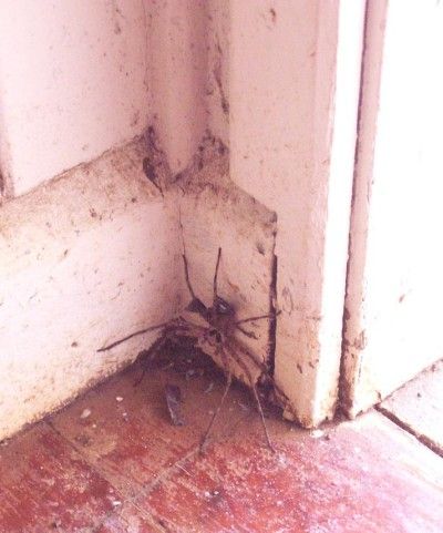 spider_Pitcairn_087