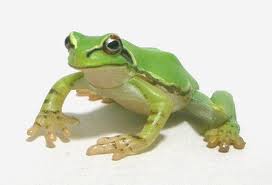 imagesかえる