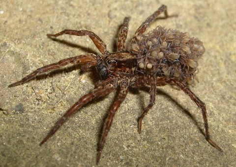 spiderbabies
