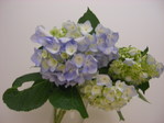 IMGP7215