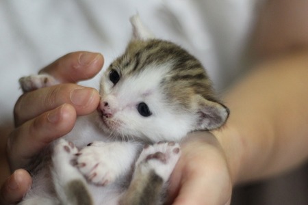子猫