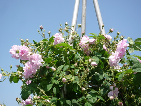 オッペンRose Week 2017