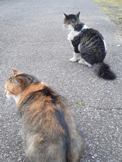 猫