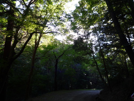 原始林
