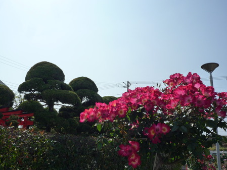 オッペンRose Week 2017