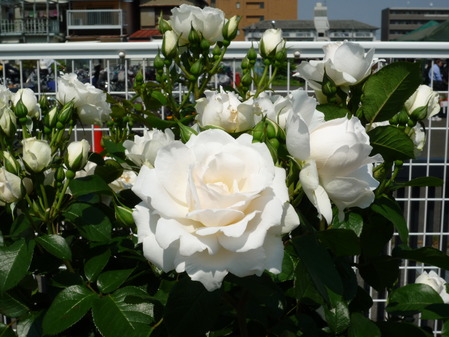 オッペンRose Week 2017