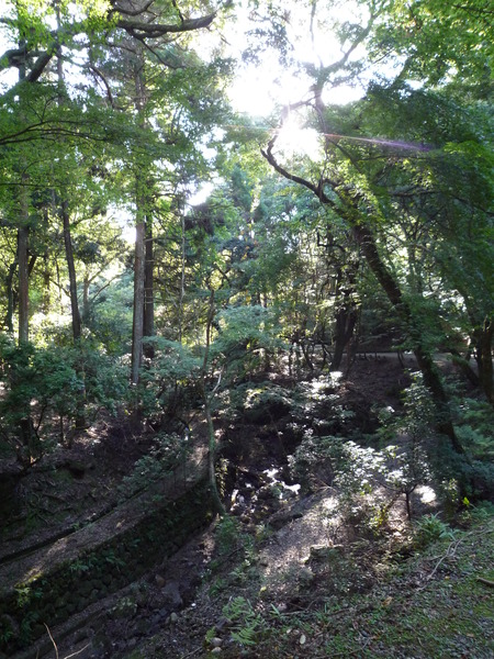 原始林