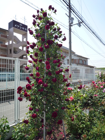 オッペンRose Week 2017