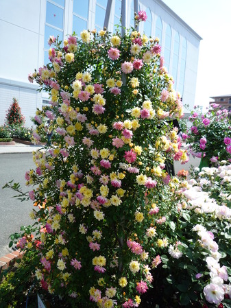 オッペンRose Week 2017