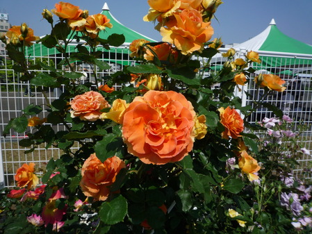 オッペンRose Week 2017