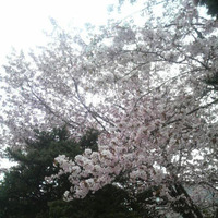sakura
