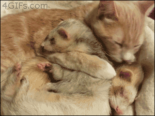 Cat-grooms-ferrets