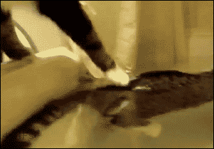tumblr_nq0zcnGSws1tlb56zo1_400