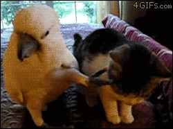 Parrot-bird-pets-cat