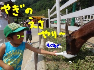 ハナペコブログ