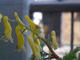 キケマン開花