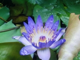 水槽ティナ3.10