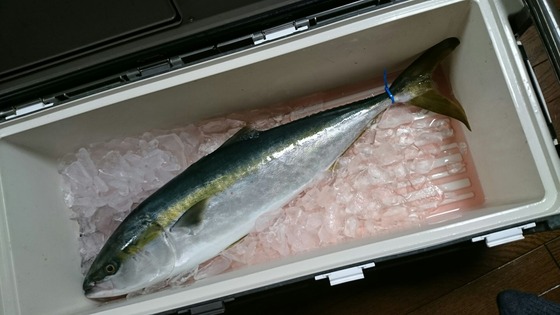 ブリだ