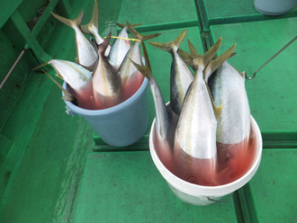 釣果3