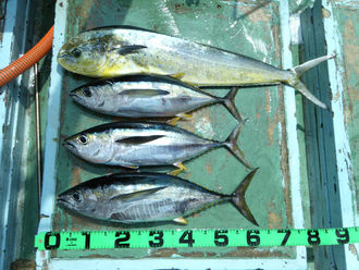 28釣果