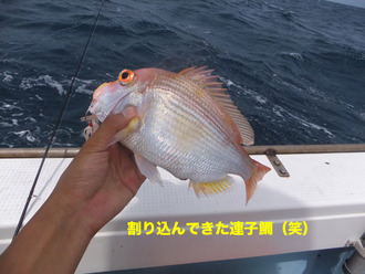山陰9連子鯛