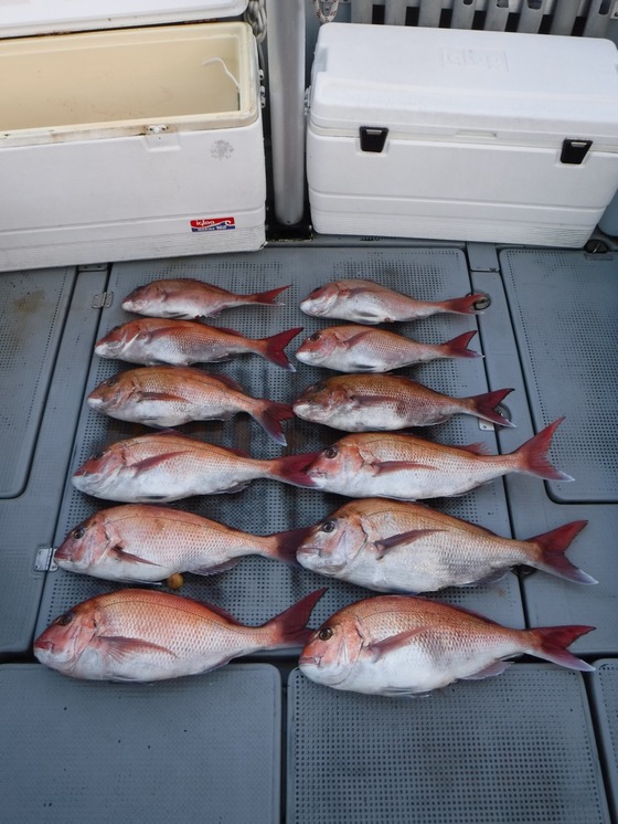 16マダイ釣果