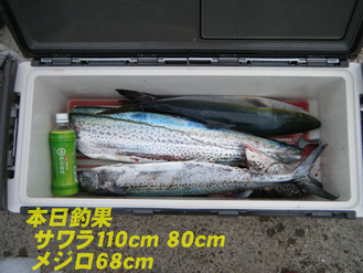 巨サワラ2