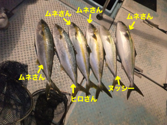 青物釣果