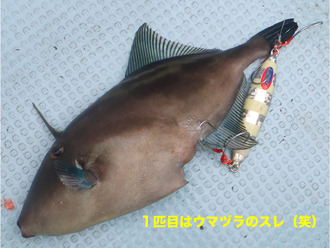 山陰1ウマヅラ