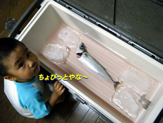 釣果サバ1匹