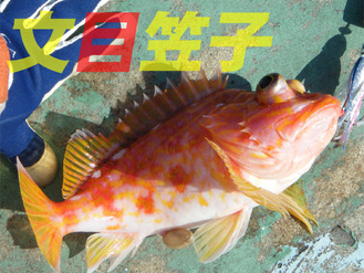 アヤメカサゴ