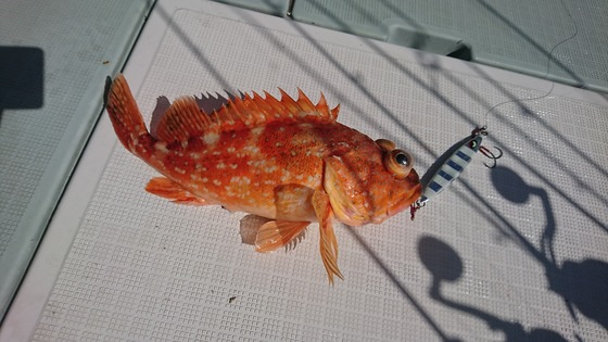 ジグでも釣れる