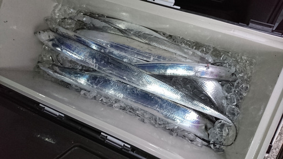 年始釣果