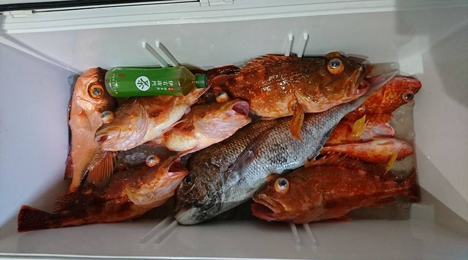 ヌッシー釣果