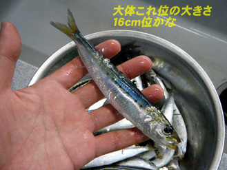 マイワシサイズ