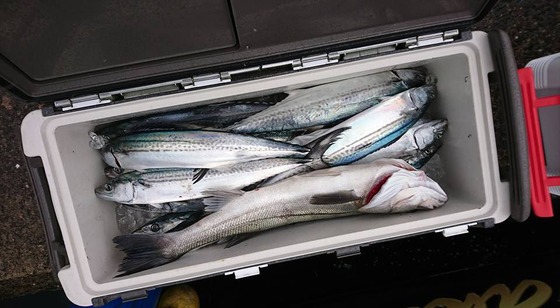主原釣果