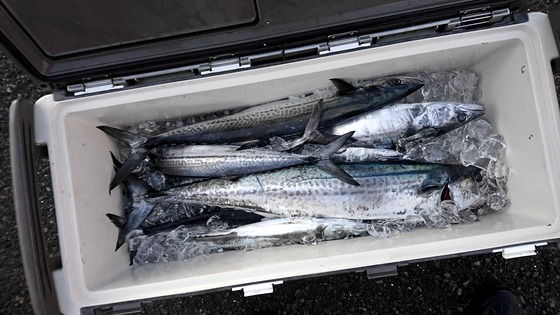 釣果