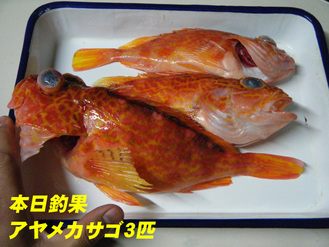 10.02.21釣果