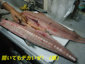 巨サワラ3