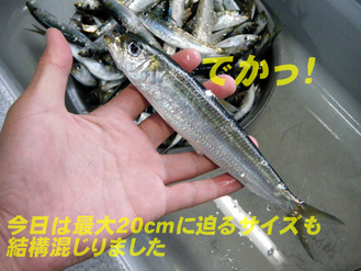 デカマイワシ