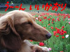 ¤¦¡Á¤ó¤¤¤¤¹á¤ê