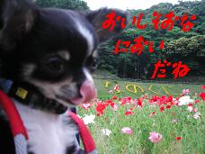 ¤ª¤¤¤·¤½¤¦¤ÊÆ÷¤¤¤À¤Í
