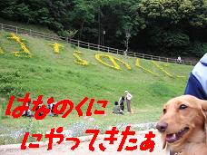 ²Ö¤Î¹ñ¤Ë¤ä¤Ã¤Æ¤¤¿¤¡¡Á