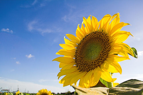 夏