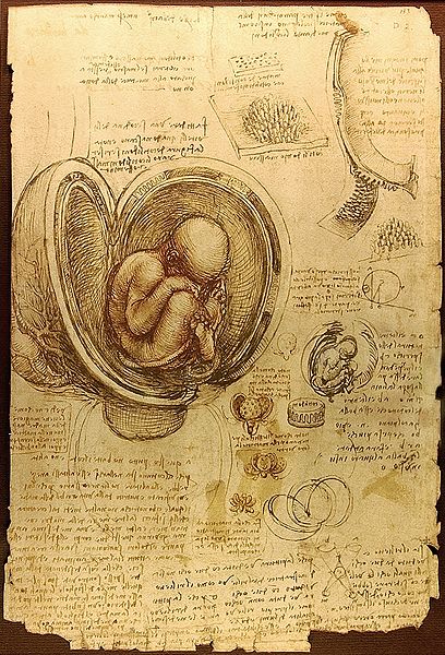 408px-Da_Vinci_Studies_of_Embryos_Luc_Viatour
