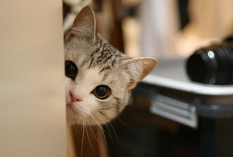 ミタ