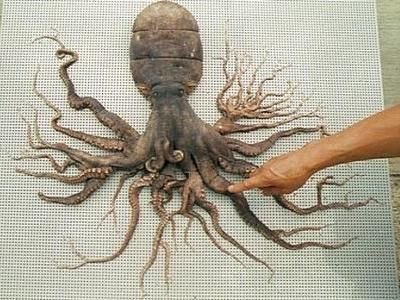 タコ