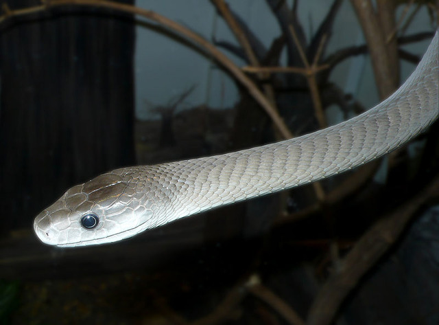 800px-Dendroaspis_polylepis_head